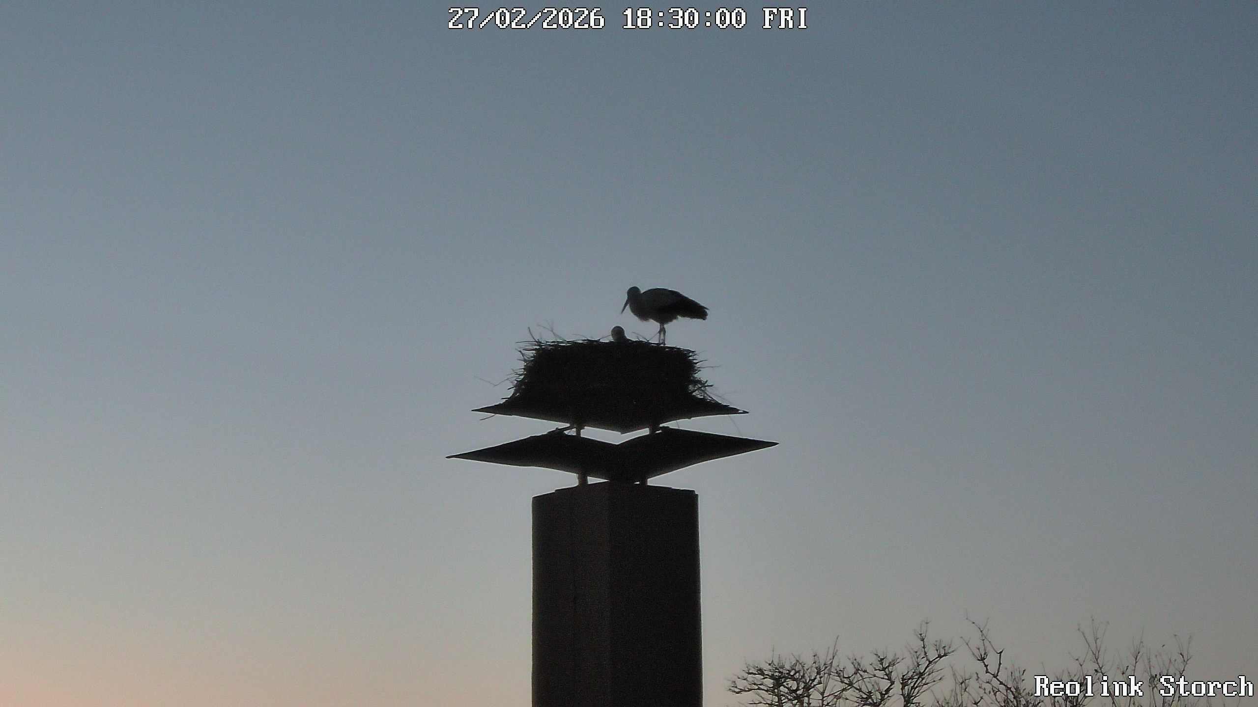 Storchencam Bild